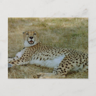Cheetah Postkarte