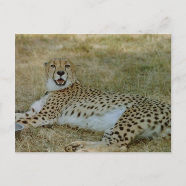 Cheetah Postkarte (Vorderseite)