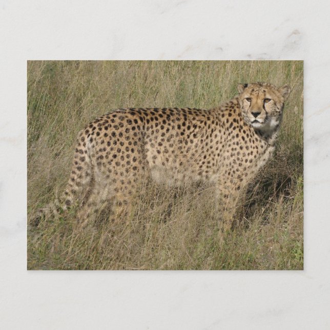 Cheetah Postkarte (Vorderseite)