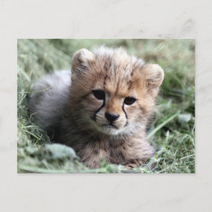 Cheetah Postkarte
