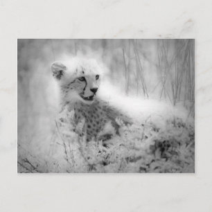 Cheetah Postkarte