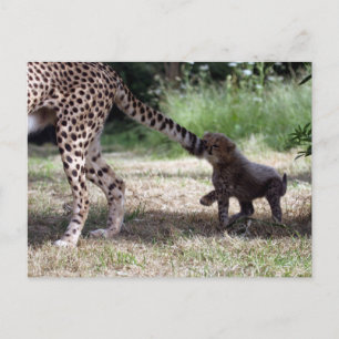 Cheetah Postkarte