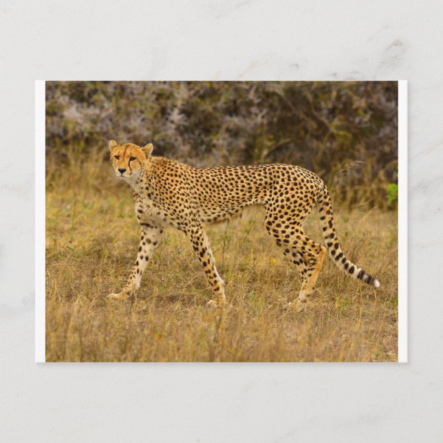 Cheetah Postkarte (Vorderseite)
