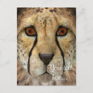 Cheetah Postkarte
