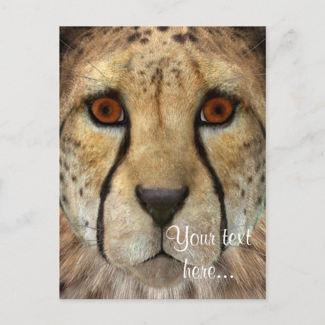 Cheetah Postkarte (Vorderseite)
