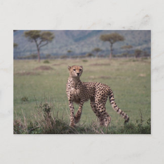 Cheetah Postkarte