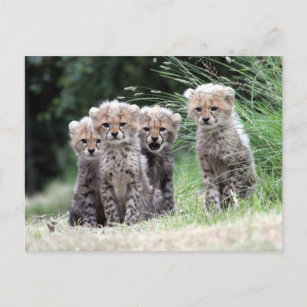 Cheetah Postkarte