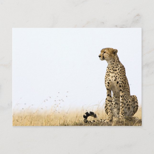 Cheetah Postkarte (Vorderseite)