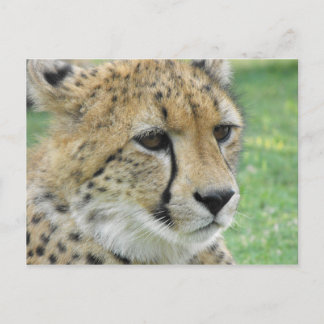 Cheetah Postkarte