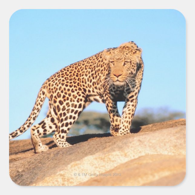 Cheetah Quadratischer Aufkleber (Vorderseite)
