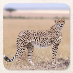 Cheetah Rechteckiger Pappuntersetzer