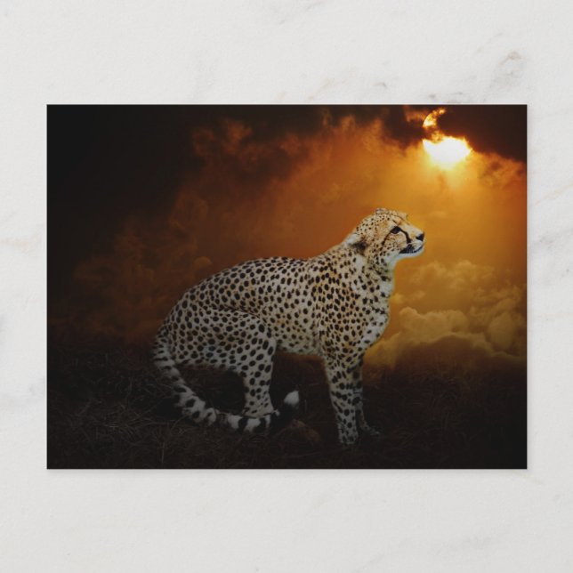 Cheetah ruht bei Sonnenuntergang Postkarte (Vorderseite)