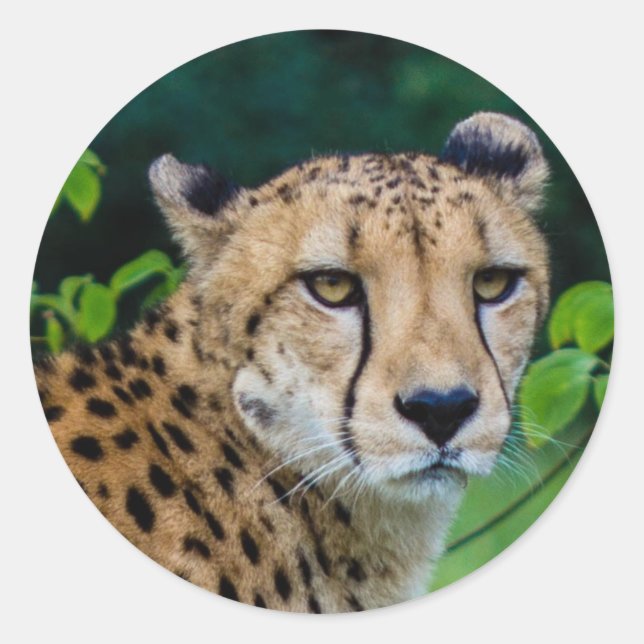 Cheetah Runder Aufkleber (Vorderseite)