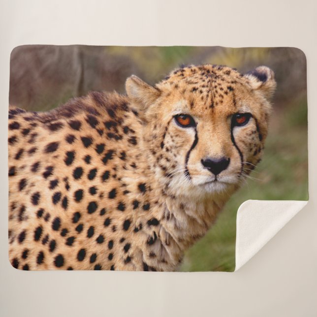Cheetah Sherpa Blanket Sherpadecke (Vorderseite (Horizontal))