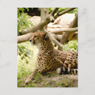 Cheetah sieht weit weg postkarte