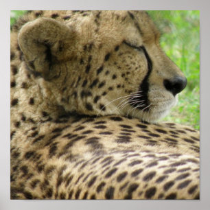 Cheetah Sleeping Print Poster