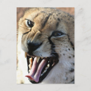 Cheetah Snarl Postkarten
