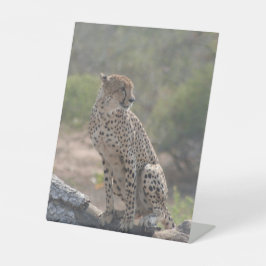 Cheetah Sockelschild