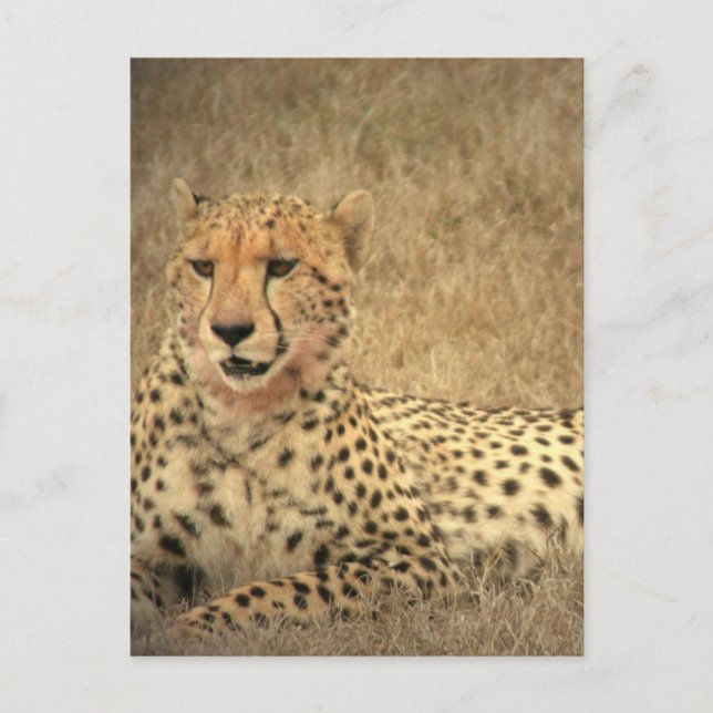 Cheetah Spots Postkarte (Vorderseite)