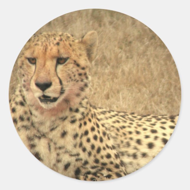 Cheetah Spots Sticker (Vorderseite)
