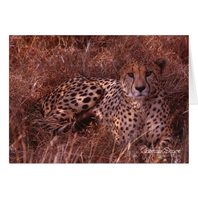 Cheetah Stare (Vorderseite (Horizontal))