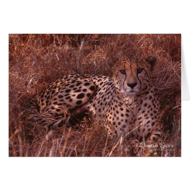 Cheetah Stare (Vorderseite (Horizontal))