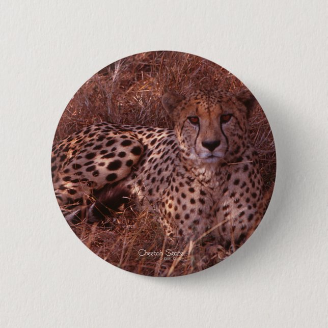 Cheetah Stare Button (Vorderseite)