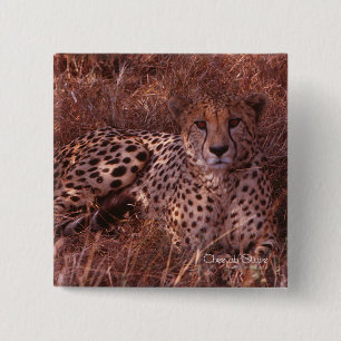 Cheetah Stare Button