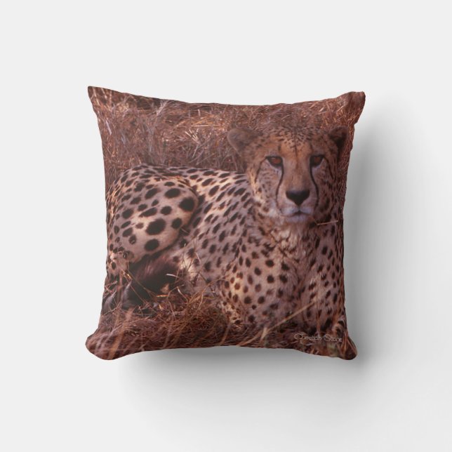 Cheetah Stare Kissen (Vorderseite)
