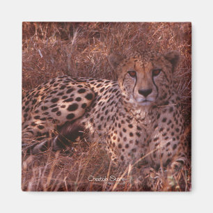 Cheetah Stare Magnet