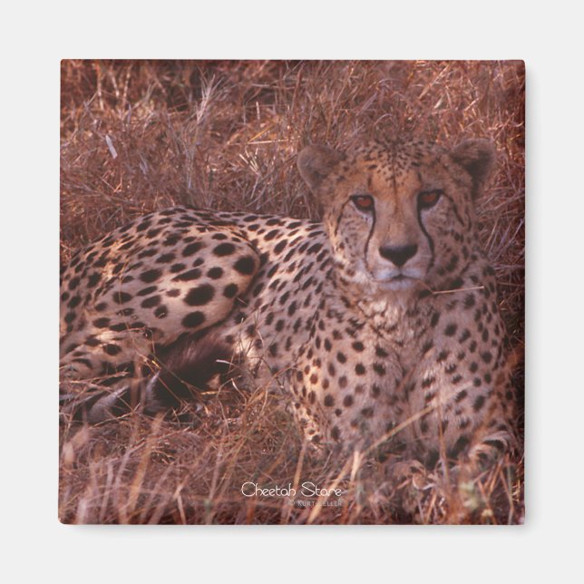 Cheetah Stare Magnet (Vorne)