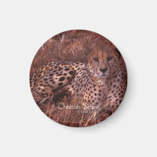 Cheetah Stare Magnet