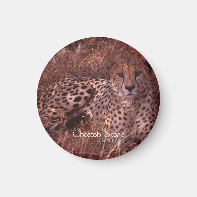 Cheetah Stare Magnet (Vorne)