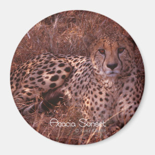 Cheetah Stare Magnet