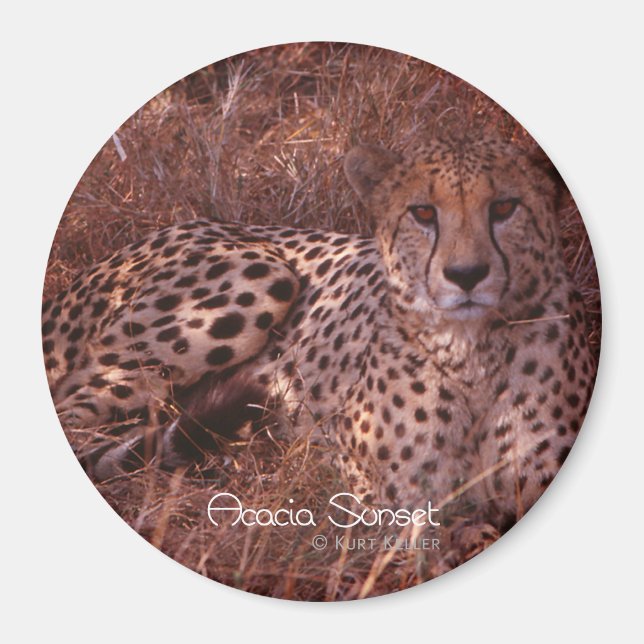 Cheetah Stare Magnet (Vorne)