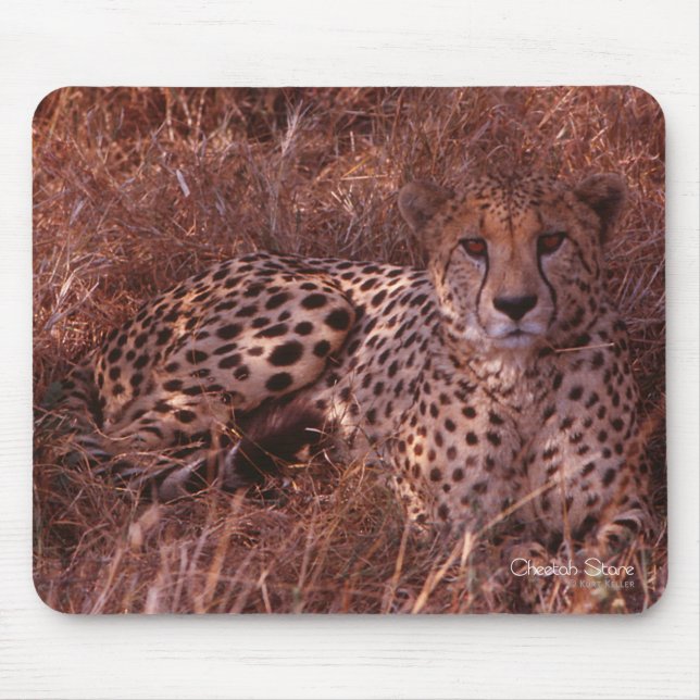 Cheetah Stare Mousepad (Vorne)