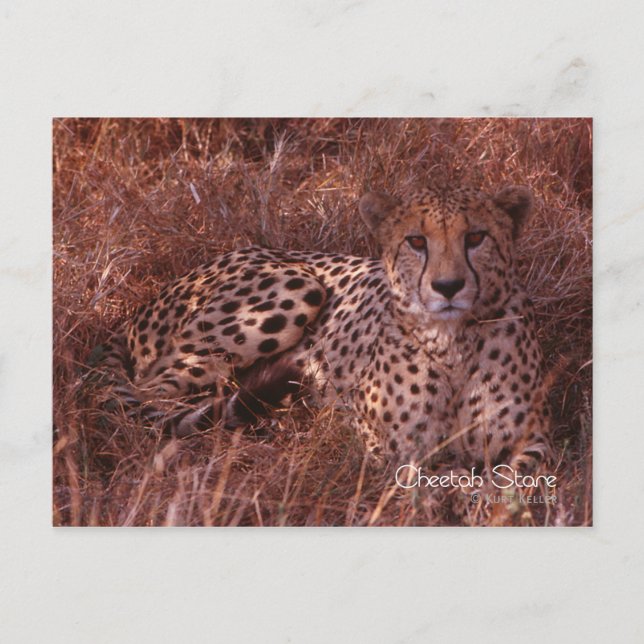 Cheetah Stare Postkarte (Vorderseite)