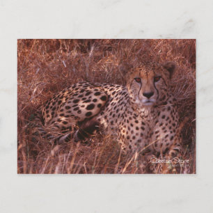 Cheetah Stare Postkarte