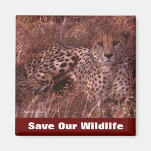 Cheetah Stare Rette Unsere Wildnis Magnet