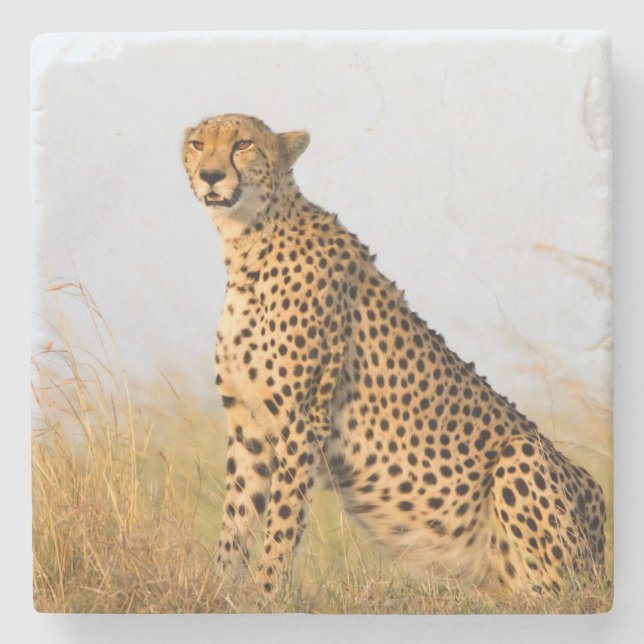 Cheetah Steinuntersetzer (Vorderseite)