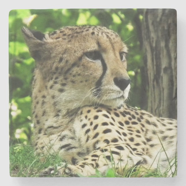 Cheetah Steinuntersetzer (Vorderseite)