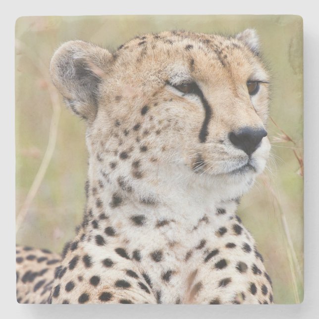 Cheetah Steinuntersetzer (Vorderseite)