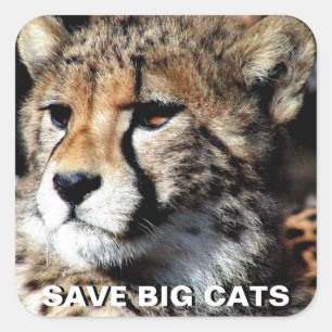 Cheetah Sticker