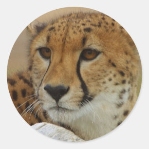 Cheetah Sticker