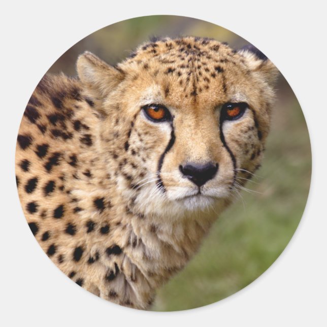 Cheetah Sticker (Vorderseite)