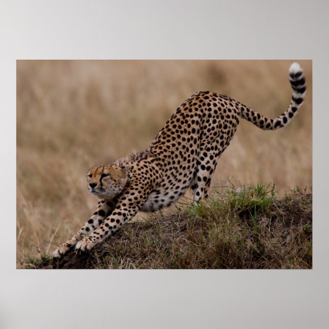 Cheetah Stretch Poster (Vorne)
