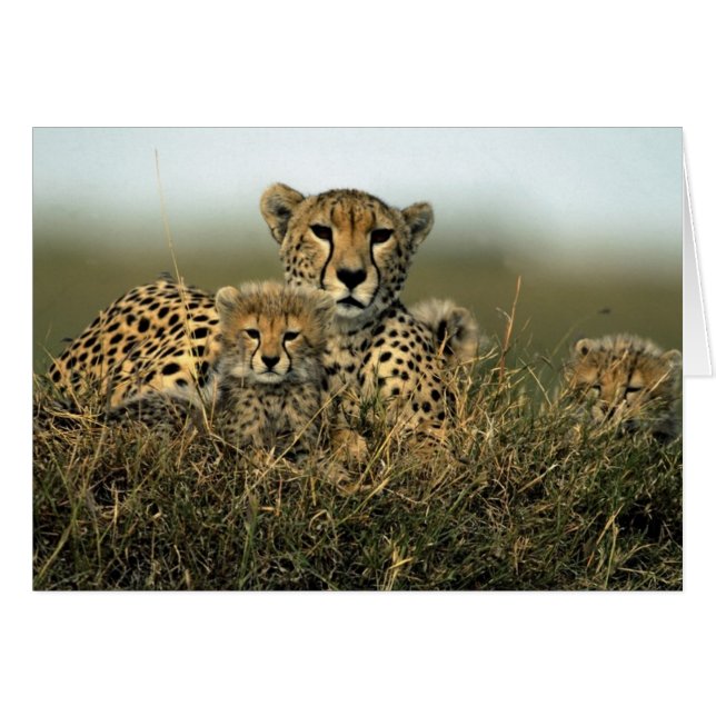 Cheetah und Cub (Vorderseite (Horizontal))