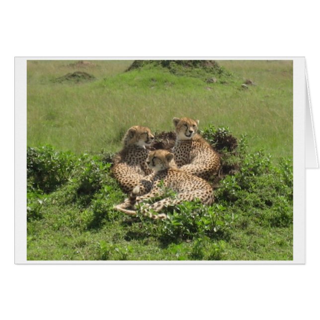 Cheetahs (Vorderseite (Horizontal))
