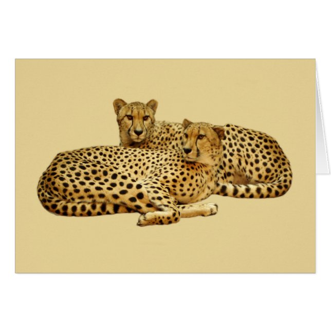 Cheetahs (Vorderseite (Horizontal))