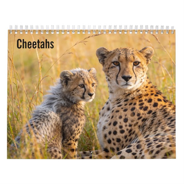 Cheetahs 2027 Wandkalender (Titelbild)